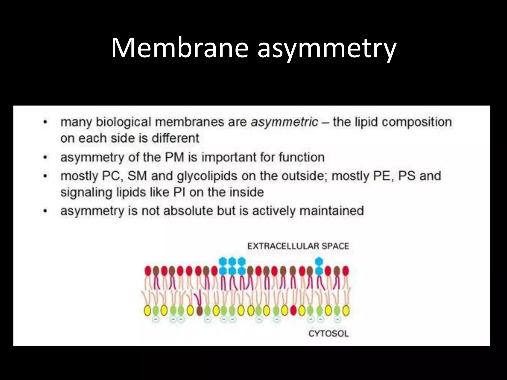 Membrane asymmetry
 