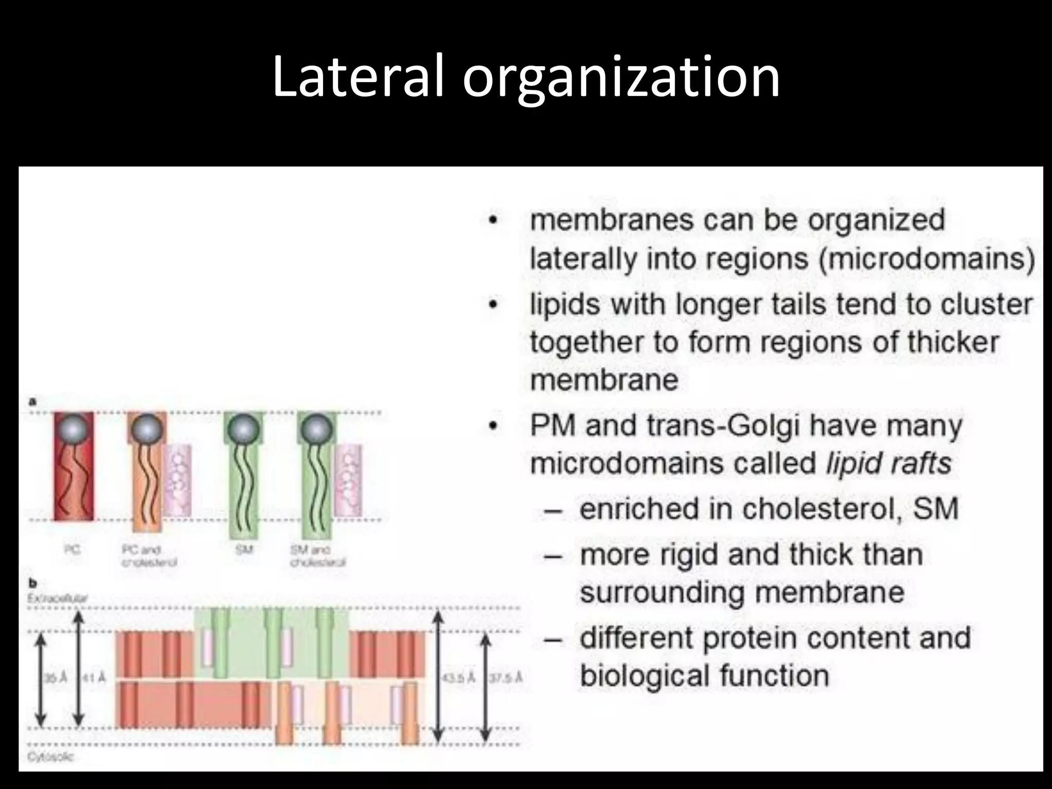 Lateral organization
 