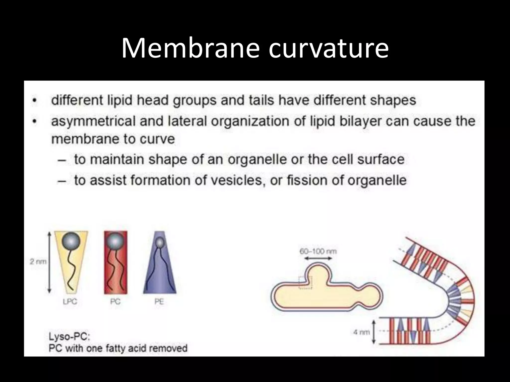 Membrane curvature
 