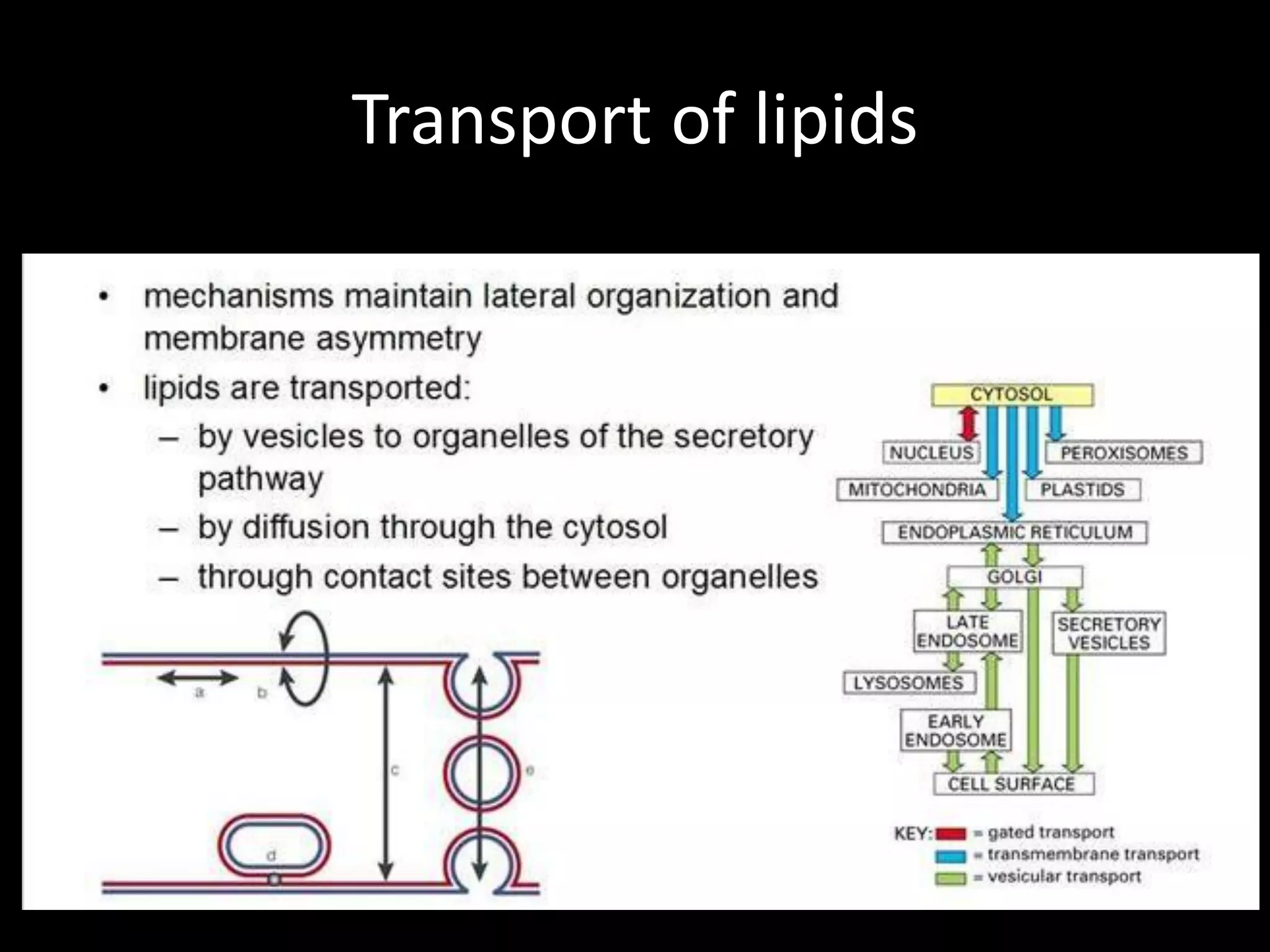 Transport of lipids
 