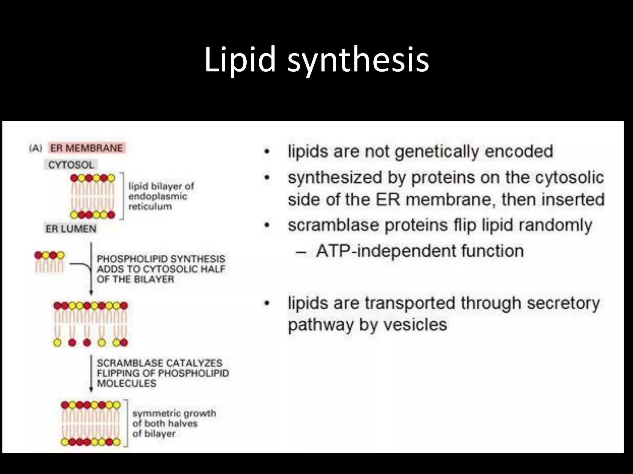 Lipid synthesis
 