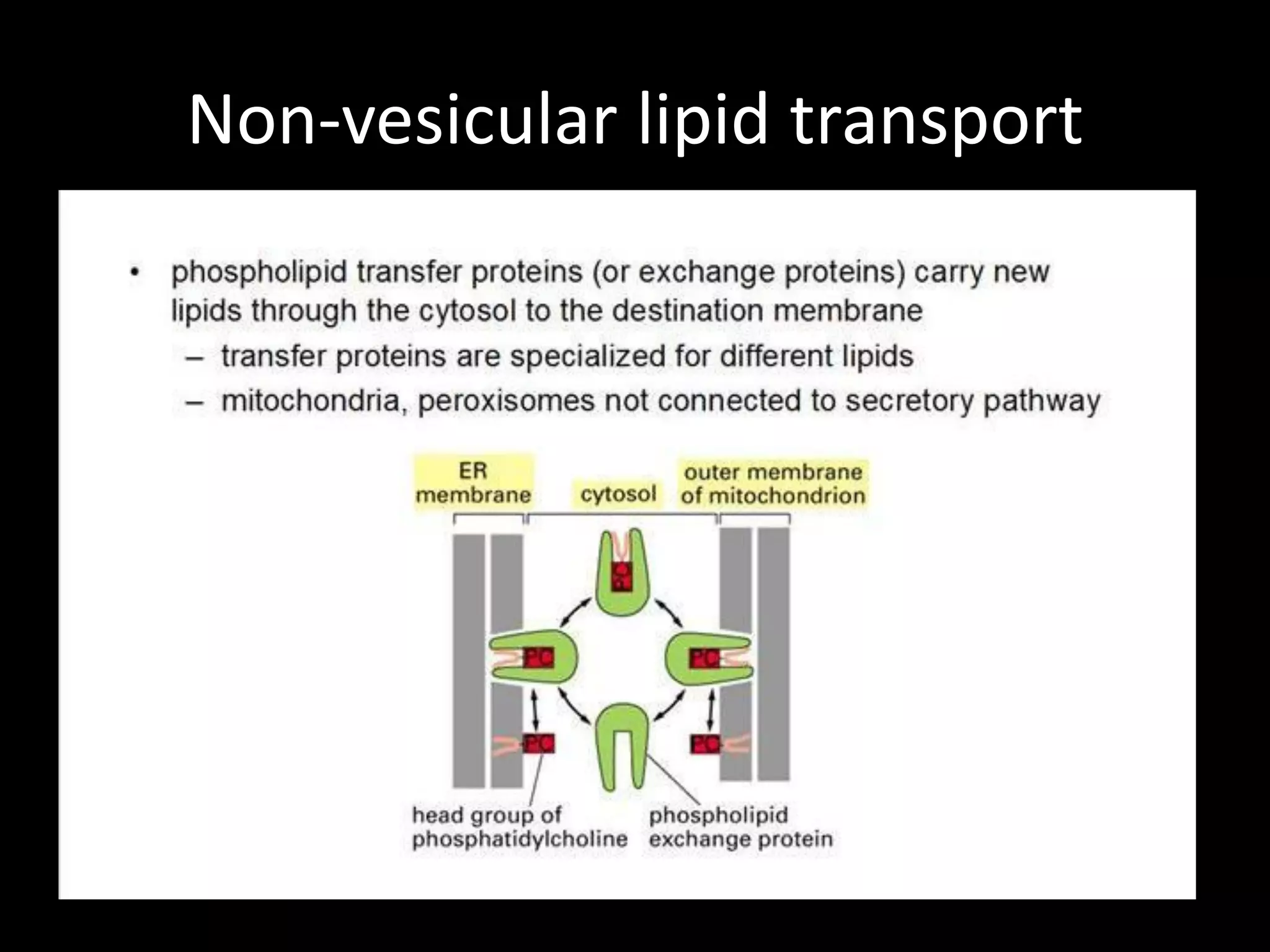 Non-vesicular lipid transport
 