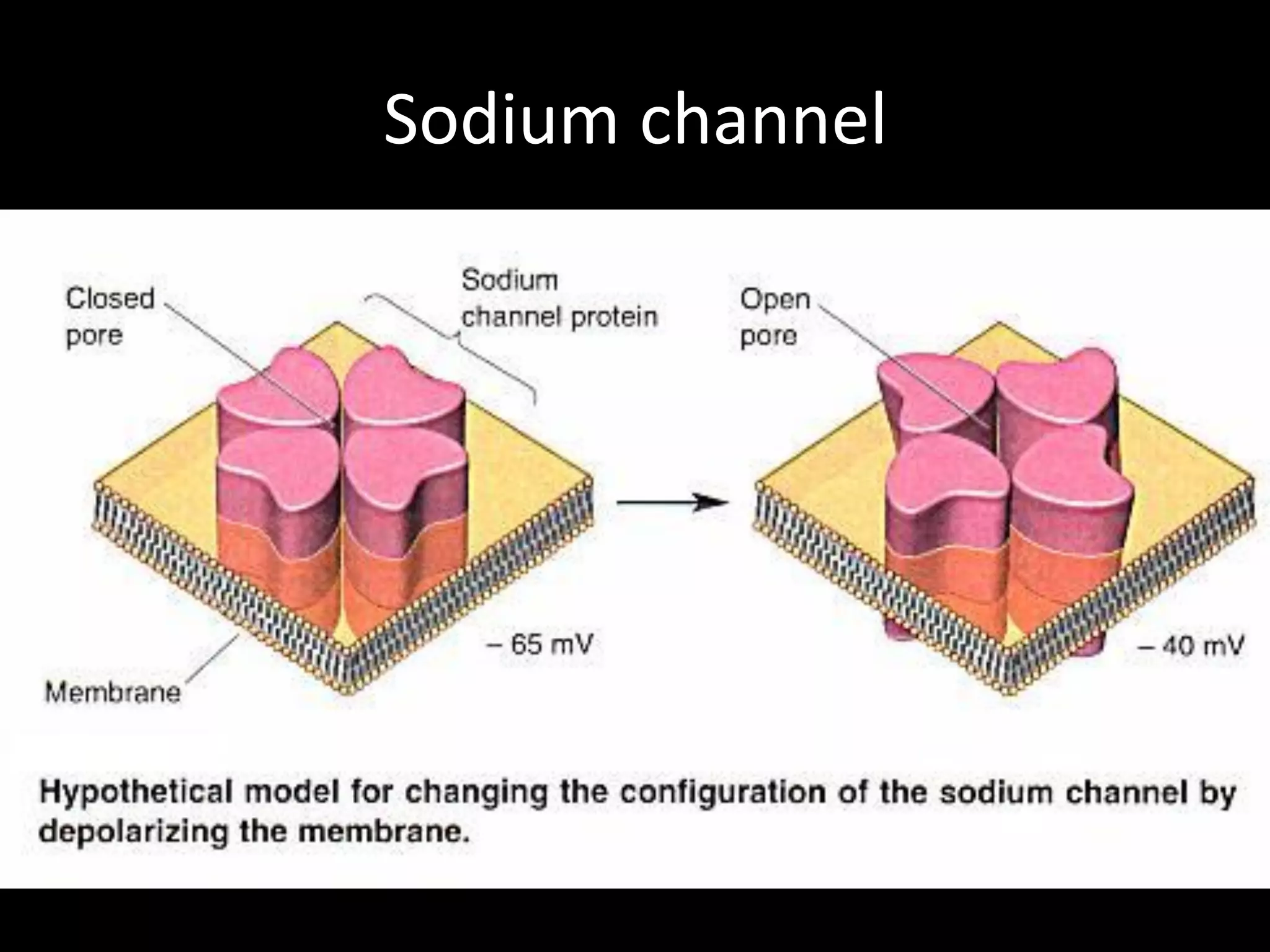 Sodium channel
 