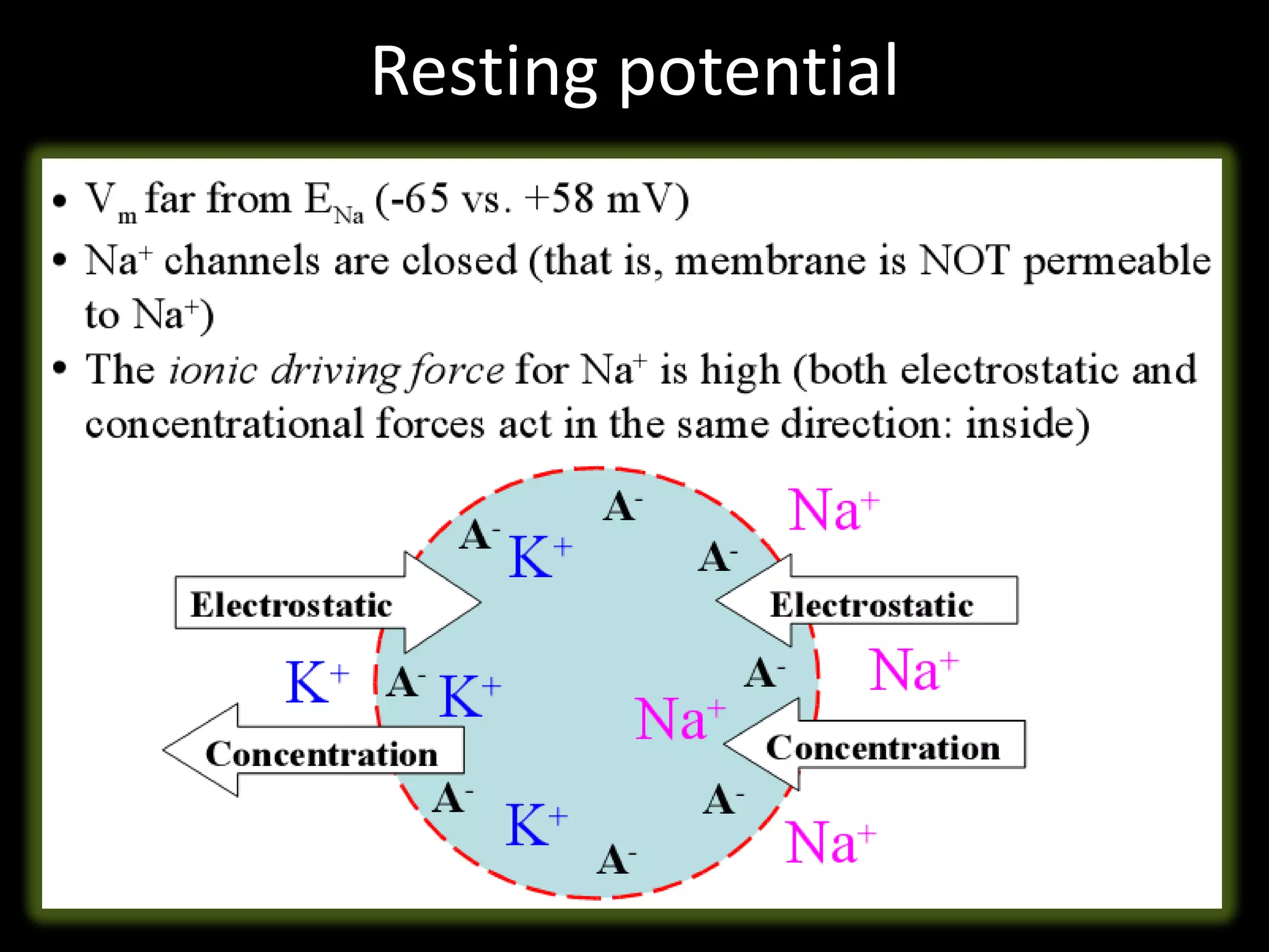 Resting potential
 