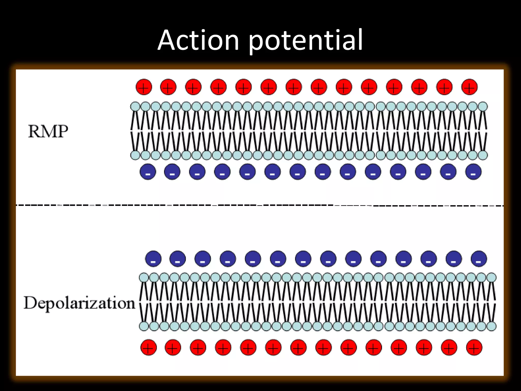 Action potential
 