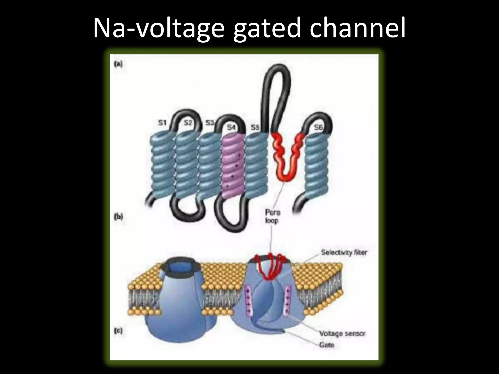 Na-voltage gated channel
 