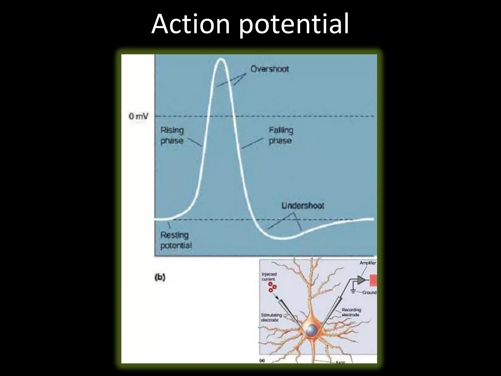 Action potential
 
