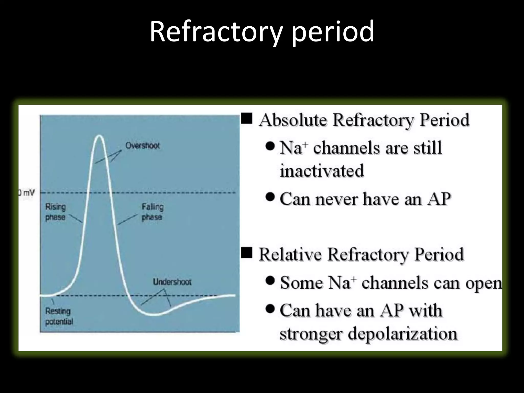 Refractory period
 