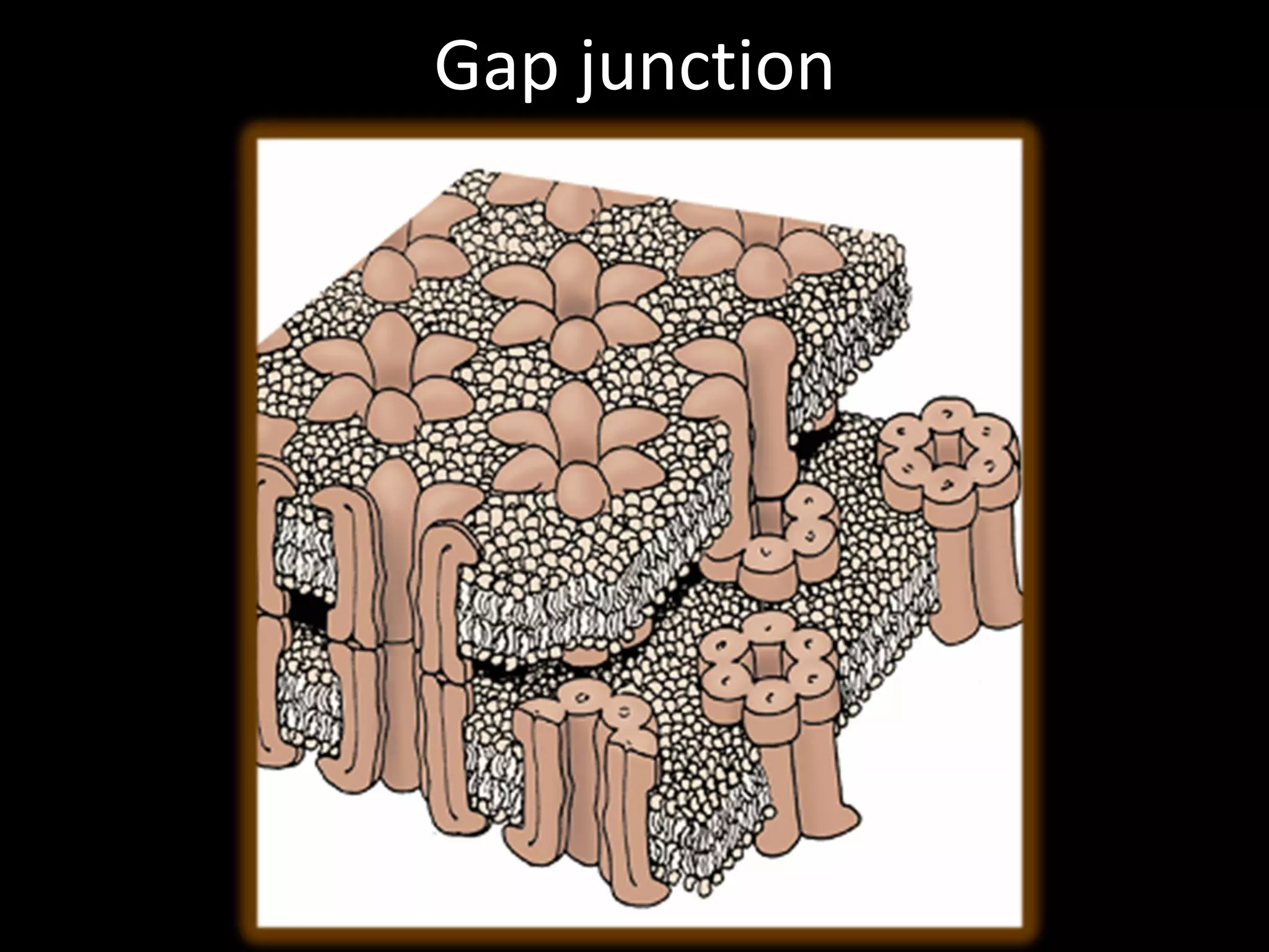 Gap junction
 