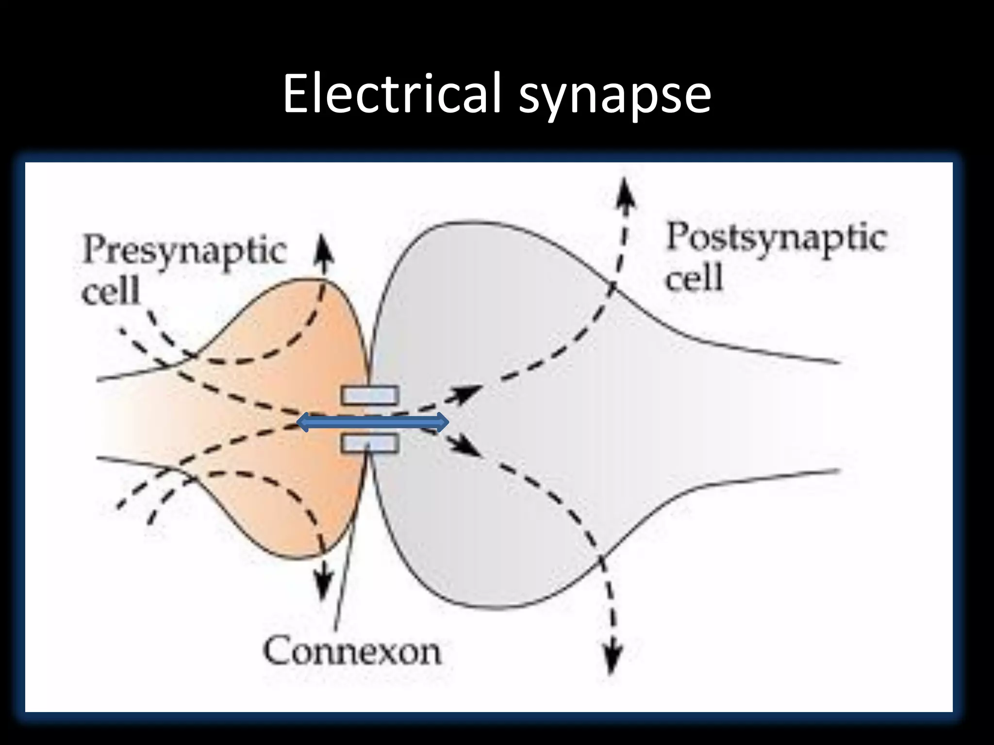 Electrical synapse
 