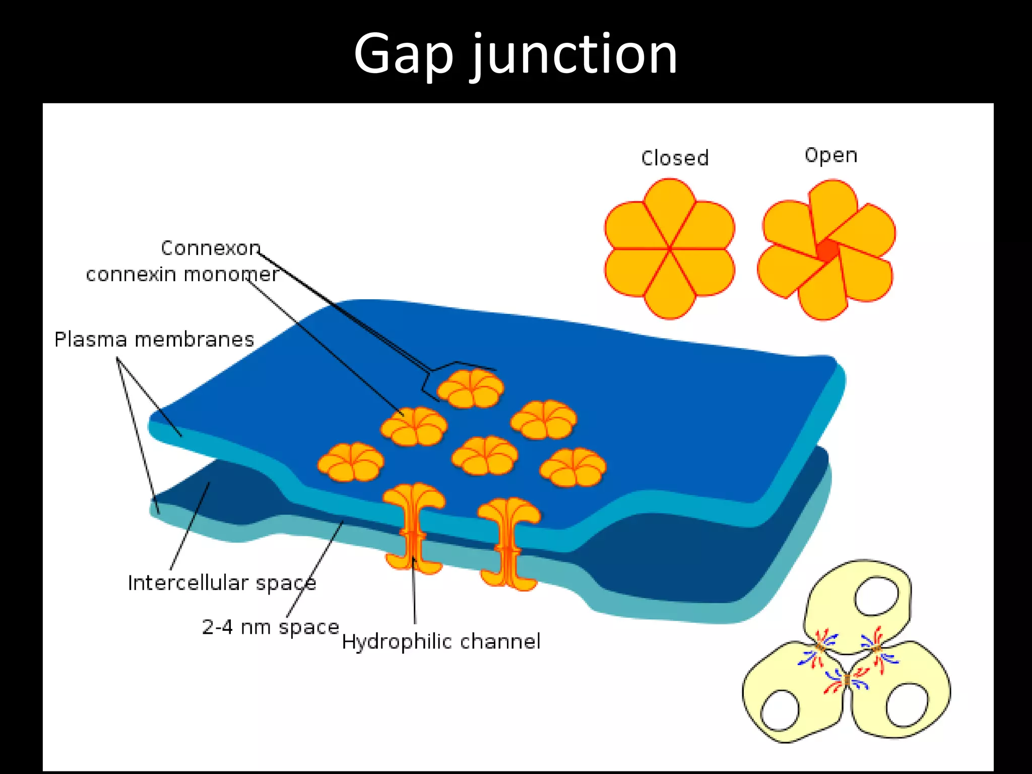 Gap junction
 