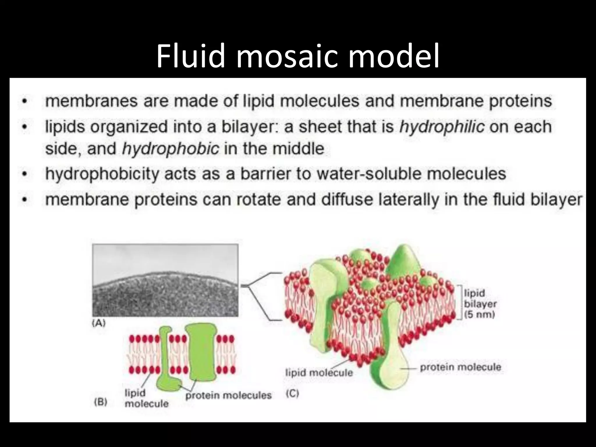 Fluid mosaic model
 