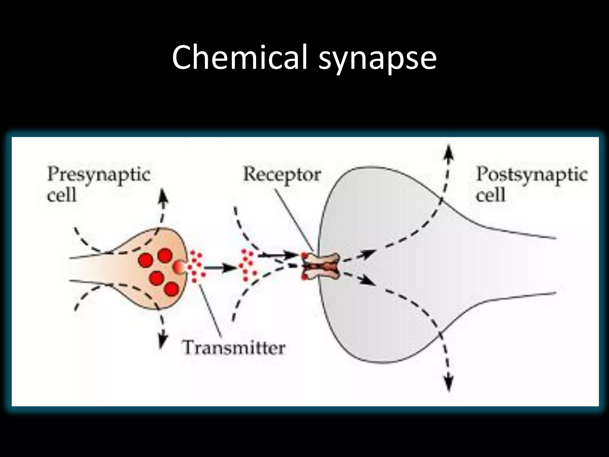 Chemical synapse
 