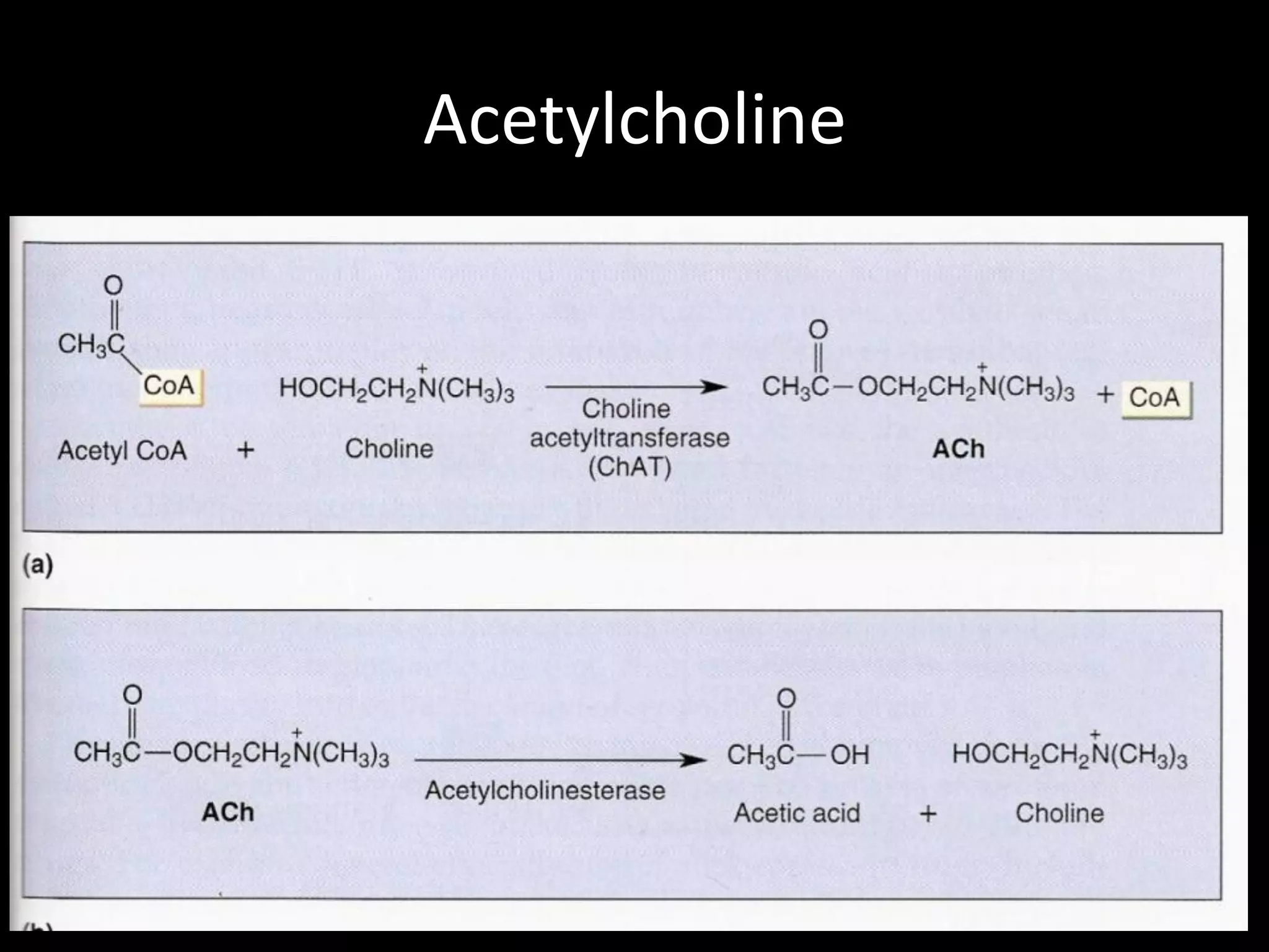 Acetylcholine
 