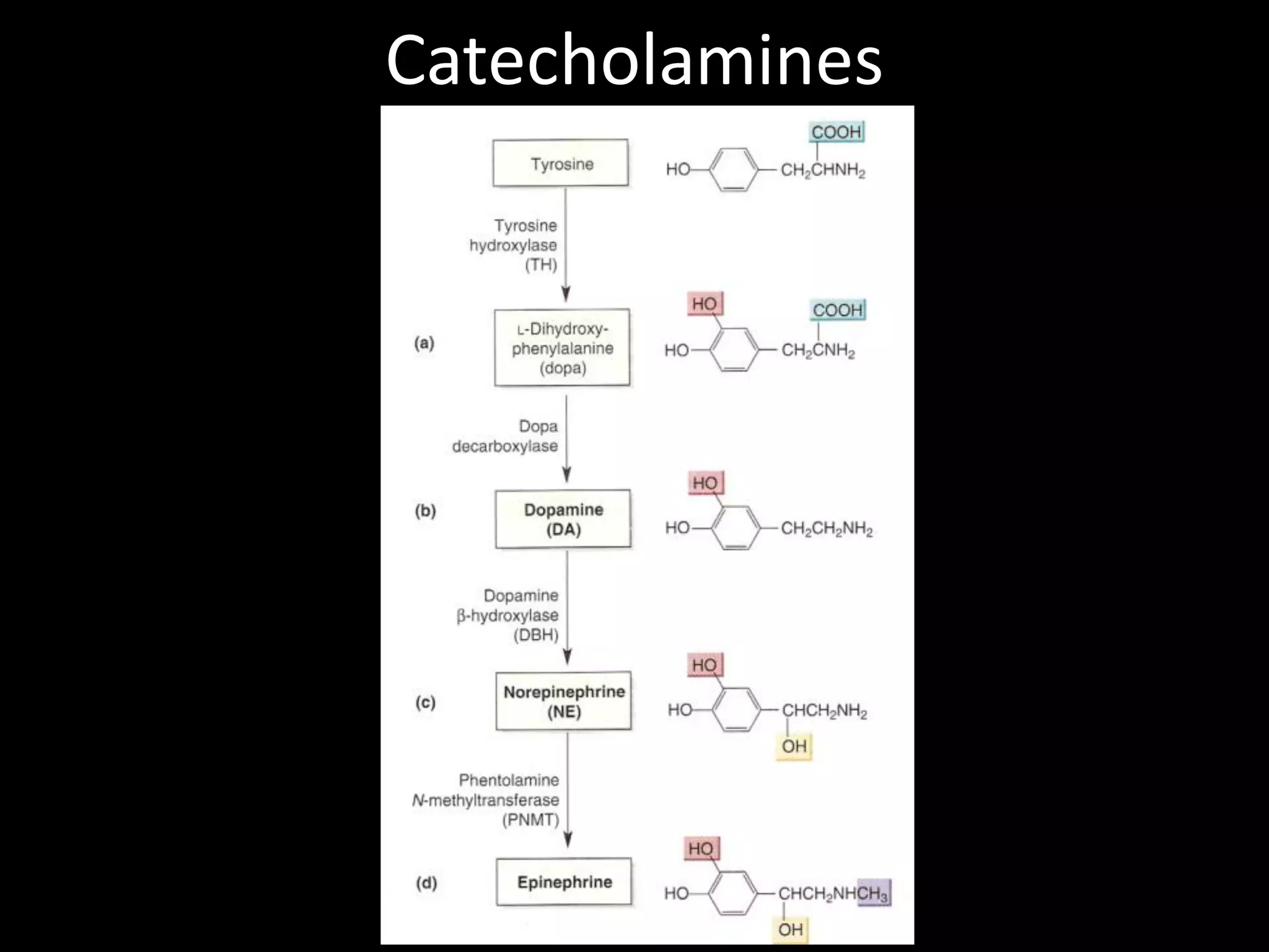 Catecholamines
 
