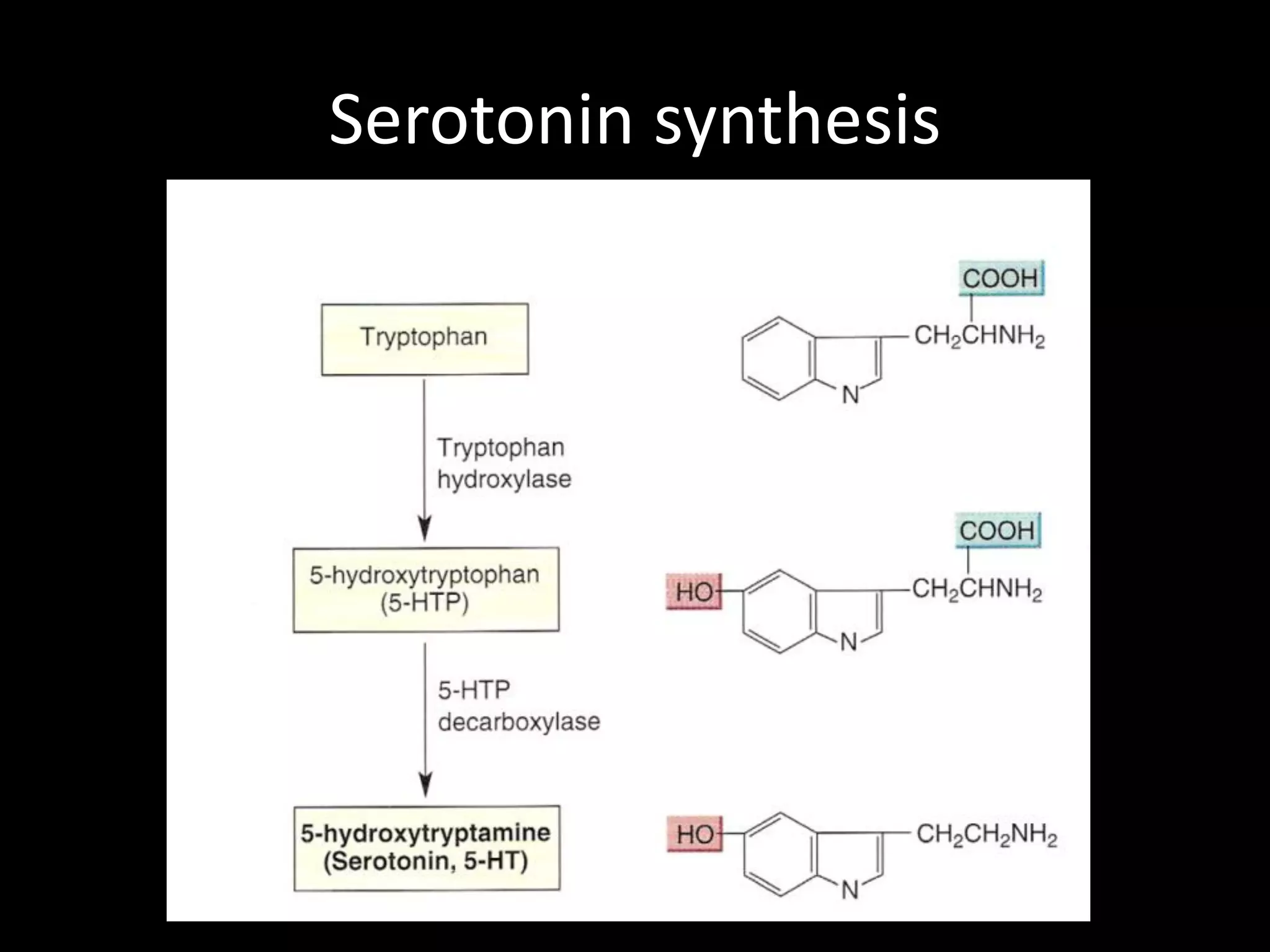 Serotonin synthesis
 