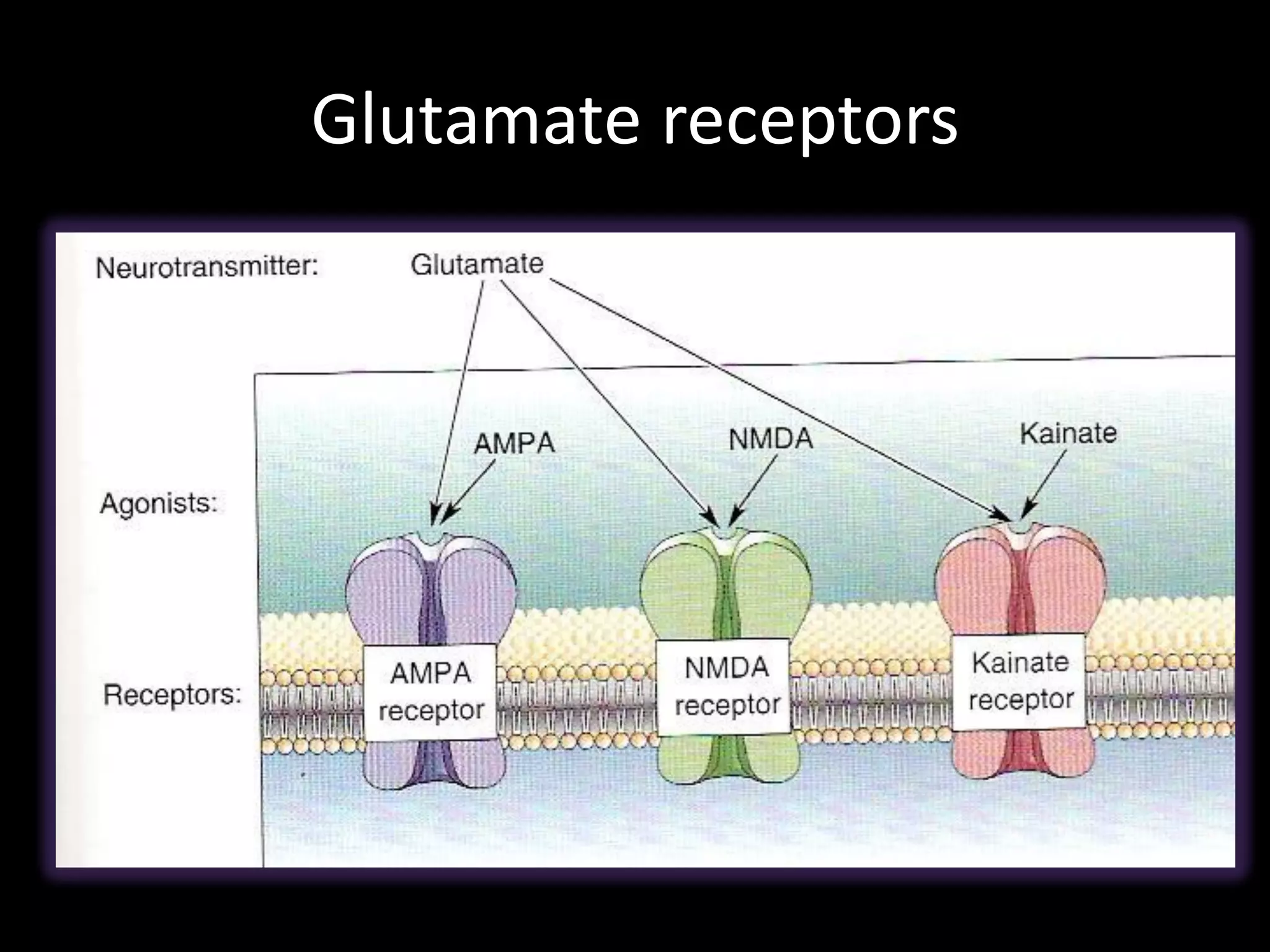 Glutamate receptors
 