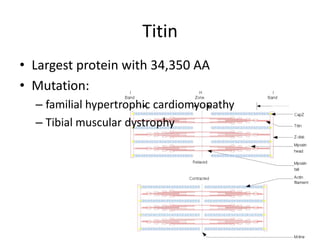 Titin
• Largest protein with 34,350 AA
• Mutation:
– familial hypertrophic cardiomyopathy
– Tibial muscular dystrophy
 
