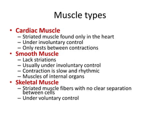 Muscle types
• Cardiac Muscle
– Striated muscle found only in the heart
– Under involuntary control
– Only rests between contractions
• Smooth Muscle
– Lack striations
– Usually under involuntary control
– Contraction is slow and rhythmic
– Muscles of internal organs
• Skeletal Muscle
– Striated muscle fibers with no clear separation
between cells
– Under voluntary control
 