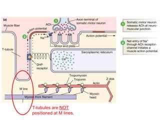 T-tubules are NOT
positioned at M lines.
 