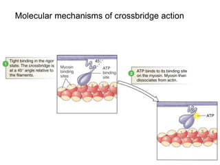 Molecular mechanisms of crossbridge action
 