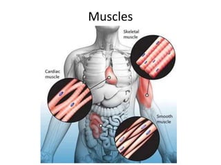 Muscles
 