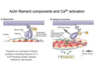 Actin filament components and Ca2+
activation
F
Troponin is a complex of three
proteins including troponin C, a
Ca2+
-binding protein closely
related to calmodulin.
 