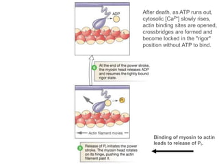 Binding of myosin to actin
leads to release of Pi.
After death, as ATP runs out,
cytosolic [Ca2+
] slowly rises,
actin binding sites are opened,
crossbridges are formed and
become locked in the "rigor"
position without ATP to bind.
 