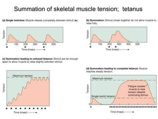 Summation of skeletal muscle tension; tetanus
 