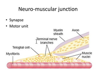 • Synapse
• Motor unit
Neuro-muscular junction
 