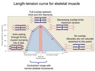 Length-tension curve for skeletal muscle
Full overlap between
thick and thin filaments
Decreasing overlap limits
maximum tension
No overlap
(Muscles are not naturally
stretched to this point)
Actin poking
through M line;
myosin bumping
into Z disk.
Contraction range with
normal skeletal movements
 