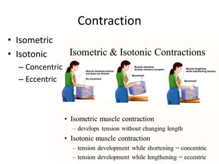 Contraction
• Isometric
• Isotonic
– Concentric
– Eccentric
 
