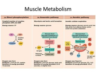 Muscle Metabolism
 
