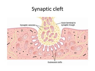 Synaptic cleft
 