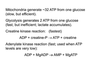 Mitochondria generate ~32 ATP from one glucose
(slow, but efficient).
Glycolysis generates 2 ATP from one glucose
(fast, but inefficient; lactate accumulates).
Creatine kinase reaction: (fastest)
ADP + creatine-P  ATP + creatine
Adenylate kinase reaction (fast; used when ATP
levels are very low):
ADP + MgADP  AMP + MgATP
 