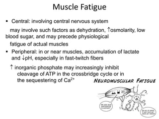  Central: involving central nervous system
may involve such factors as dehydration, osmolarity, low
blood sugar, and may precede physiological
fatigue of actual muscles
 Peripheral: in or near muscles, accumulation of lactate
and pH, especially in fast-twitch fibers
 inorganic phosphate may increasingly inhibit
cleavage of ATP in the crossbridge cycle or in
the sequestering of Ca2+
Muscle Fatigue
 