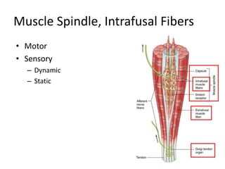 Muscle Spindle, Intrafusal Fibers
• Motor
• Sensory
– Dynamic
– Static
 