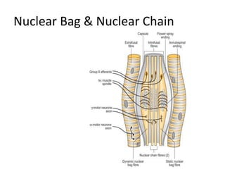Nuclear Bag & Nuclear Chain
 