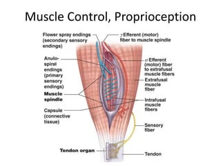 Muscle Control, Proprioception
 