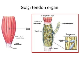 Golgi tendon organ
 