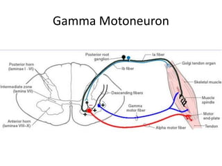 Gamma Motoneuron
 