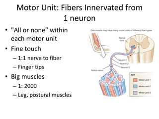 Motor Unit: Fibers Innervated from
1 neuron
• "All or none" within
each motor unit
• Fine touch
– 1:1 nerve to fiber
– Finger tips
• Big muscles
– 1: 2000
– Leg, postural muscles
PLAY
Animation: Muscular System:
Contraction of Motor Units
 