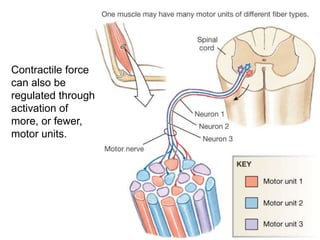 Contractile force
can also be
regulated through
activation of
more, or fewer,
motor units.
 