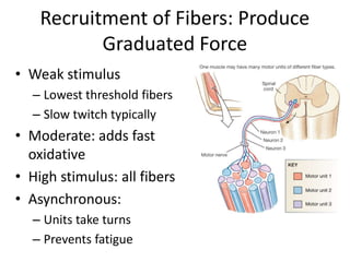 • Weak stimulus
– Lowest threshold fibers
– Slow twitch typically
• Moderate: adds fast
oxidative
• High stimulus: all fibers
• Asynchronous:
– Units take turns
– Prevents fatigue
Recruitment of Fibers: Produce
Graduated Force
 