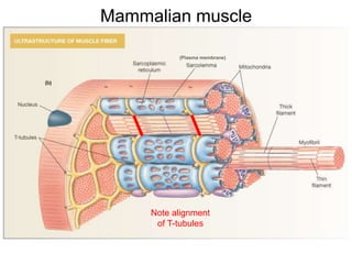 (Plasma membrane)
Mammalian muscle
Note alignment
of T-tubules
 