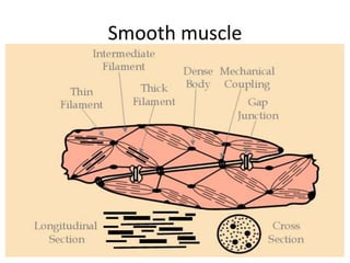 Smooth muscle
 