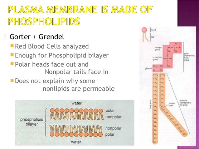 Gorter Und Grendel Modell Cell plasma membrane