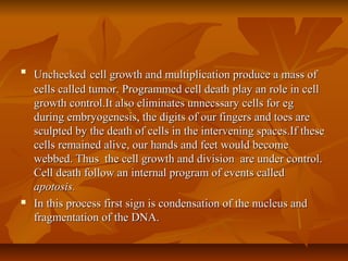 
UncheckedUnchecked cell growth and multiplication produce a mass ofcell growth and multiplication produce a mass of
cells called tumor. Programmed cell death play an role in cellcells called tumor. Programmed cell death play an role in cell
growth control.It also eliminates unnecssary cells for eggrowth control.It also eliminates unnecssary cells for eg
during embryogenesis, the digits of our fingers and toes areduring embryogenesis, the digits of our fingers and toes are
sculpted by the death of cells in the intervening spaces.If thesesculpted by the death of cells in the intervening spaces.If these
cells remained alive, our hands and feet would becomecells remained alive, our hands and feet would become
webbed. Thus the cell growth and division are under control.webbed. Thus the cell growth and division are under control.
Cell death follow an internal program of events calledCell death follow an internal program of events called
apotosis.apotosis.
 In this processIn this process first sign is condensation of the nucleus andfirst sign is condensation of the nucleus and
fragmentation of the DNA.fragmentation of the DNA.
 