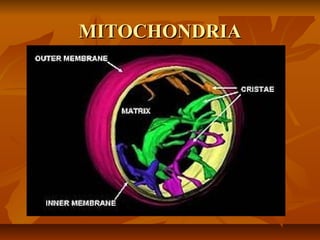 MITOCHONDRIAMITOCHONDRIA
 