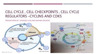 CELL CYCLE , CELL CHECKPOINTS , CELL CYCLE
REGULATORS –CYCLINS AND CDKS
PRESENTATION BY –SHIVALIKA (130) AND ANSHIKA (003,B.ED)
 